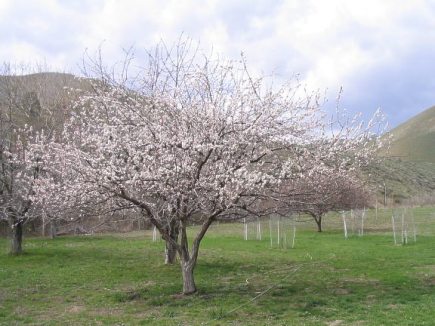 The orchard in blossom.