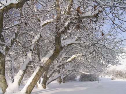 The Carpathian walnut trees in winter. 