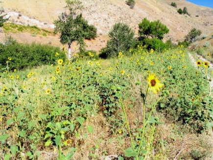 Sunflowers in mid-canyon