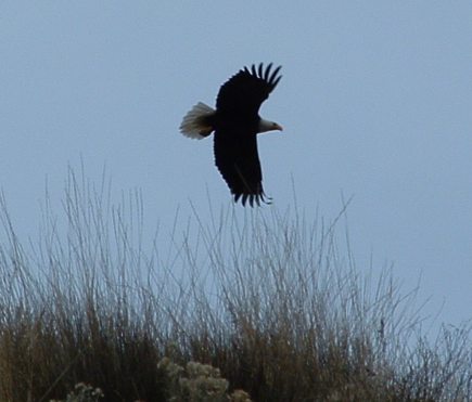 Bald eagle over north bench.