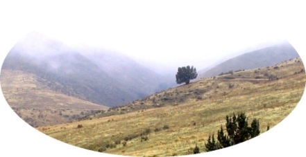 Fox Creek - Juniper on North Bench